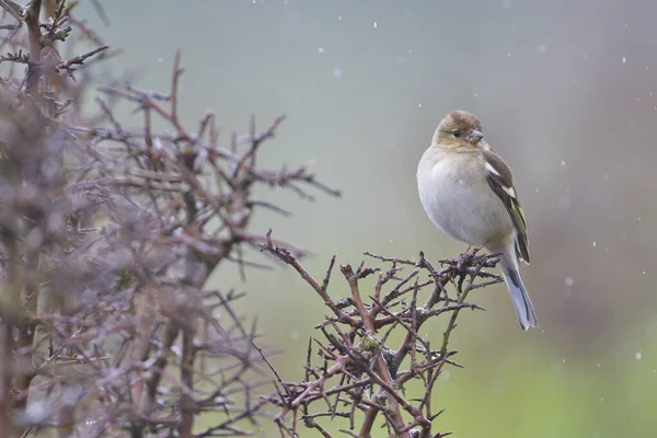 Larrabetzu, Bizkaia / İspanya; Mar. 09, 2020. Tarlada yağmurlu bir gün. Kara dikenli (Prunus spinosa) çalılıklarında sık rastlanan (Fringilla coelebs).