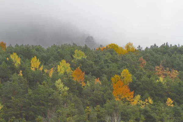 Fanlo Huesca Spain Nov 2015 Осенние Цвета Пиренеях — стоковое фото