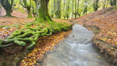 Zeanuri, Bizkaia / Bask Ülkesi; 28 Ekim 2012. Otzarreta 'da (Gorbea Doğal Parkı) bir deresi olan Beech (Fagus sylvatica) ormanı. Sığ kökleriyle bilinen orman