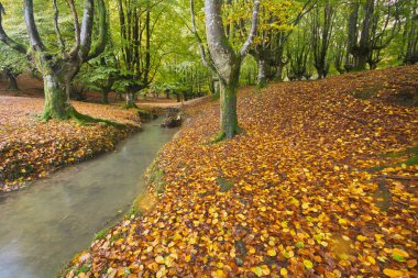 Zeanuri, Bizkaia / Bask Ülkesi; 28 Ekim 2012. Otzarreta 'da (Gorbea Doğal Parkı) bir deresi olan Beech (Fagus sylvatica) ormanı. Sığ kökleriyle bilinen orman