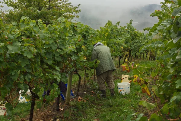 Operators Grape Harvest Elaboration Traditional Techniques Txakoli White Wine — Stock Photo, Image