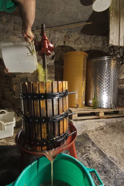 Operatör ezilmiş üzümleri geleneksel tekniklerle beyaz Txakoli şarabı yapmak için döker..
