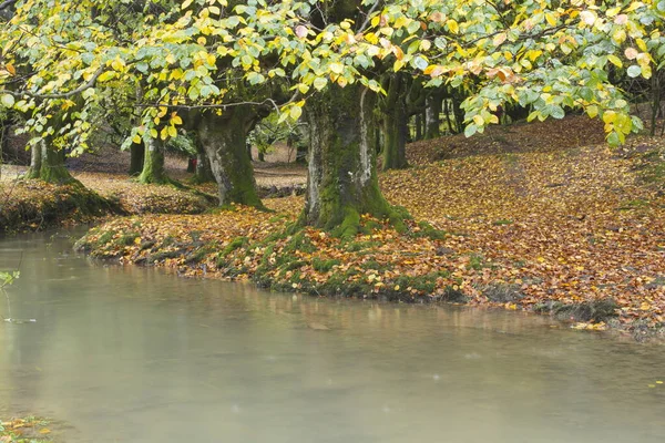Zeanuri, Bizkaia / Bask Ülkesi; 28 Ekim 2012. Otzarreta 'da (Gorbea Doğal Parkı) bir deresi olan Beech (Fagus sylvatica) ormanı. Sığ kökleriyle bilinen orman