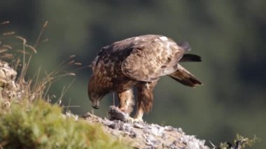Altın Kartal (Aquila chrysaetos) bir vadide güvercin yiyor. Yan sabah ışığı.