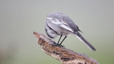 Yağmurlu bir günde bir levrek üzerinde beyaz bir Wagtail (Motacilla alba).