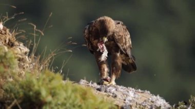 Altın Kartal (Aquila chrysaetos) bir vadide güvercin yiyor. Yan sabah ışığı.
