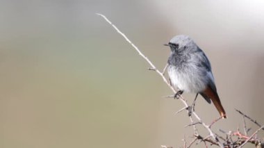 İlkbaharda Siyah Kırmızıbaşlangıç (Phoenicurus ochruros) iddiası.