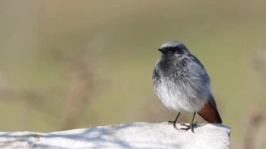 İlkbaharda Siyah Kırmızıbaşlangıç (Phoenicurus ochruros) iddiası.