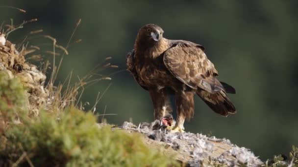 Golden Eagle Aquila Chrysaetos Eating Pigeon Gorge Side Morning Light — Stock Video