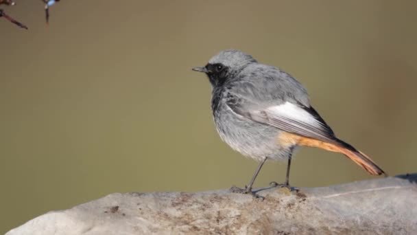 Redstart Preto Phoenicurus Ochruros Alegando Primavera — Vídeo de Stock