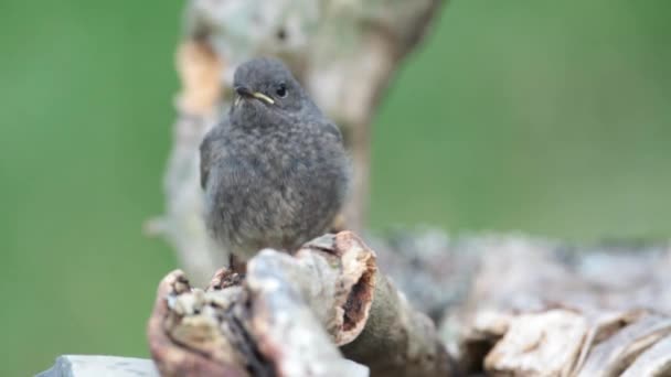 Redstart Noir Phoenicurus Ochruros Revendiquant Printemps — Video