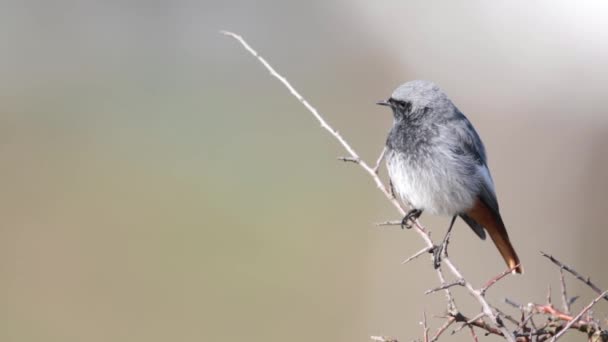 Redstart Noir Phoenicurus Ochruros Revendiquant Printemps — Video