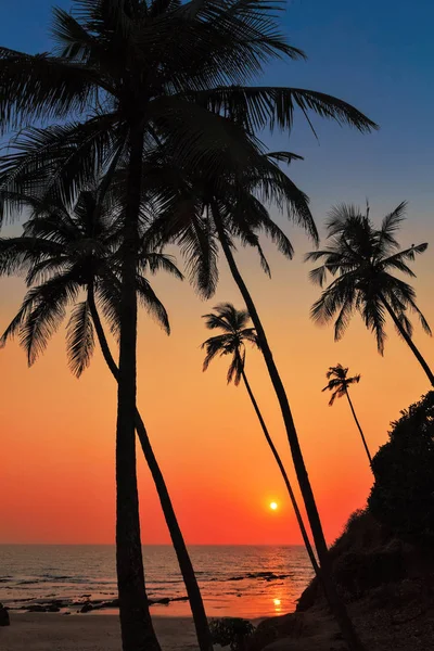 Palm Trees Beach Sunset Time — Stock Photo, Image