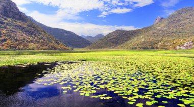 Skadar gölünün yüzeyinde nilüferler var. Karadağ. Avrupa