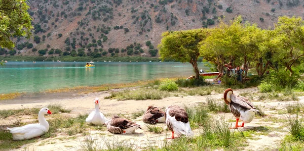 Gansos Margem Lago Kournas Creta Grécia Imagens De Bancos De Imagens