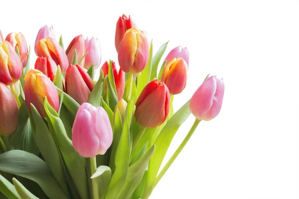 Spring Color Tulips Bouquet Pink Red Beautiful Flowers Isolated White — Stock Photo, Image