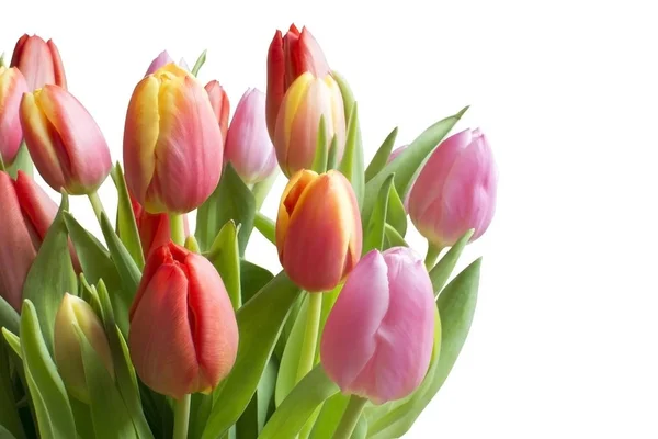 Spring Color Tulips Bouquet Pink Red Beautiful Flowers Isolated White — Stock Photo, Image