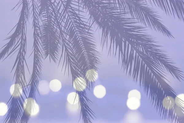 Silhouette Feuille Palmier Sur Des Lumières Floues Festives Sur Fond — Photo