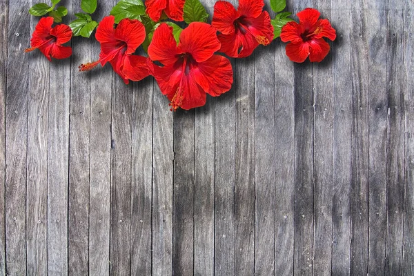 Röd Hibiscus Blomma Grå Vittrade Boardwalk Plankor Bakgrund — Stockfoto