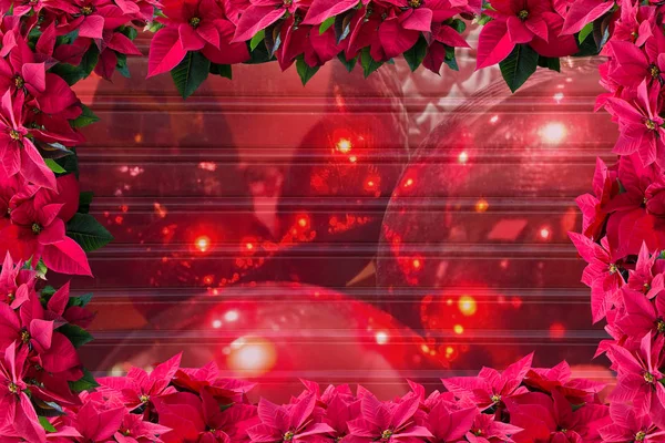 Kırmızı Atatürk Çiçeği Noel Çerçeve Arka Plan Çiçek Oluklu Doku — Stok fotoğraf