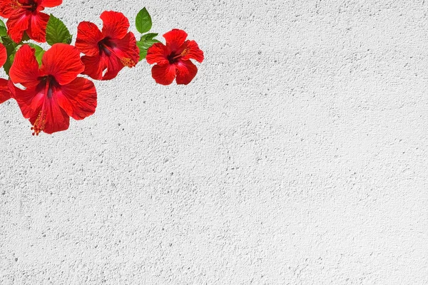 Röd Hibiscus Blomma Vita Roughcast Vägg För Bakgrund Eller Kopia — Stockfoto