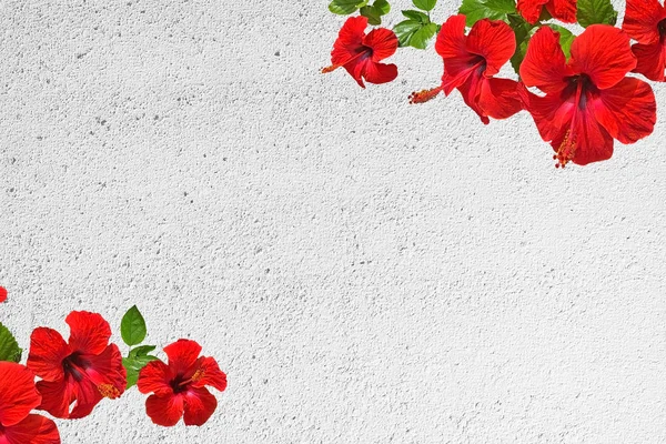 Rode Hibiscus Bloem Witte Bepleisterde Muur Voor Achtergrond Kopie Ruimte — Stockfoto