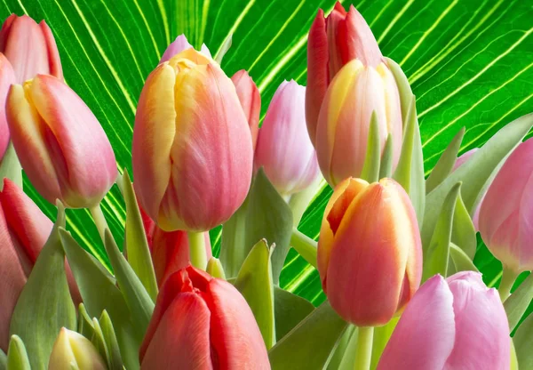 Bunte Tulpen Über Grün Geäderten Blatt Nahaufnahme Textur Frühling Thema — Stockfoto