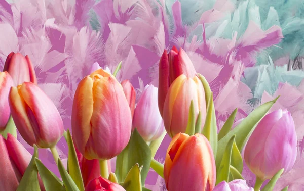 Bunte Tulpen Auf Rosa Federn Verbundhintergrund — Stockfoto