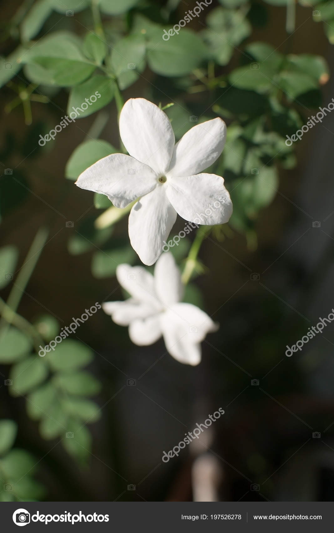Flor Jasmim Branco Luz Solar Outono Brilhante Maiorca Espanha Outubro Stock Photo C Artesiawells 197526278