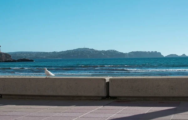 화이트 마요르카 스페인에서 바다에 비둘기 — 스톡 사진