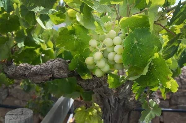 Uvas Verdes Amadurecer Numa Vinha Maiorca Espanha — Fotografia de Stock