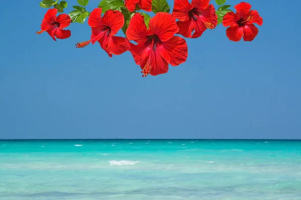 Okyanus Güzel Manzara Ile Deniz Gökyüzü Ufuk Kırmızı Hibiscus Çiçek Stok Fotoğraf