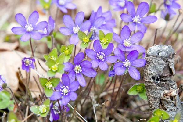 Blå Wildflower Hepatica Nobilis Skog Äng — Stockfoto