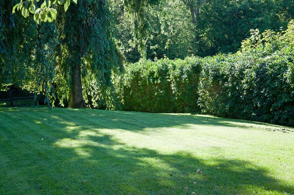 Césped Fresco Recién Recortado Rodeado Árboles Jardín Soleado Verano Suecia —  Fotos de Stock