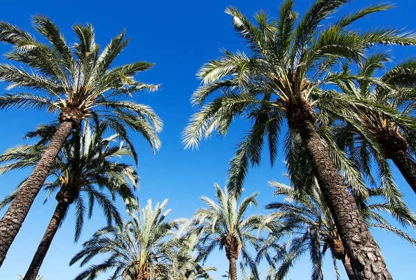 Palmiye Ağaçları Ile Tüylü Yeşil Yaprakları Mavi Gökyüzü Mallorca Spanya — Stok fotoğraf