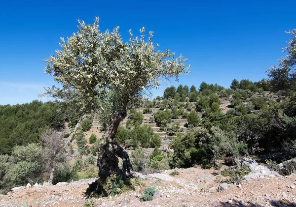 Olivo Vista Paisaje Natural Las Montañas Tramuntana Entre Sóller Cala — Foto de Stock