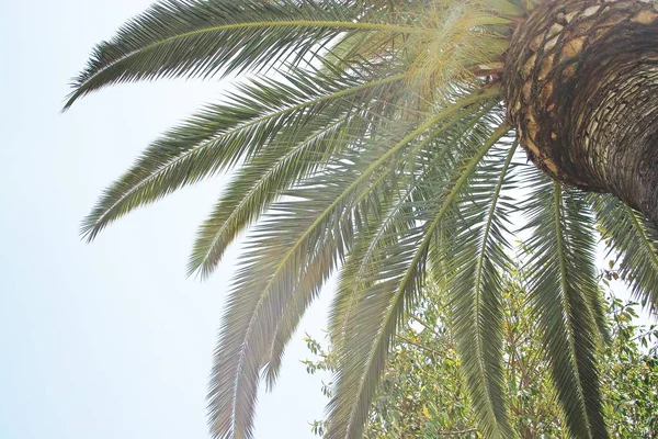 Palmera Hojas Primer Plano Cielo Azul Copia Espacio Fondo — Foto de Stock