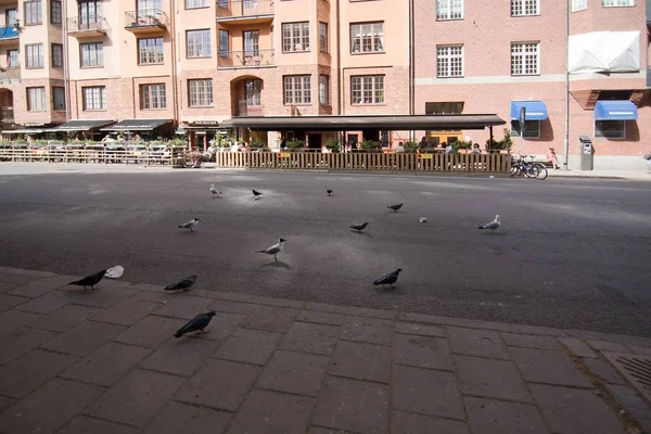 Stockholm Zweden Juli 2018 Zwerm Duiven Buiten Non Solo Bar — Stockfoto