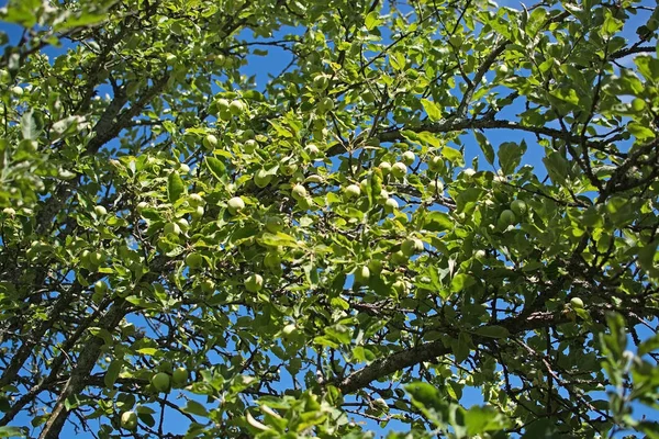 りんごの木と青い空のスウェーデン 月に登熟 — ストック写真