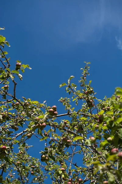 Apples Ripening Tree Blue Sky Sweden July — Stock Photo, Image