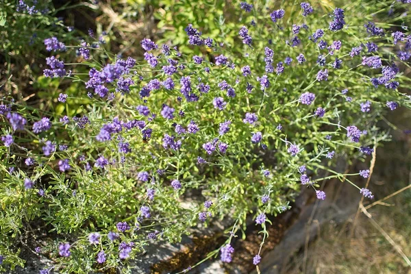 Lila Lavendel Blüht Einem Garten Nahaufnahme Schweden Juli — Stockfoto