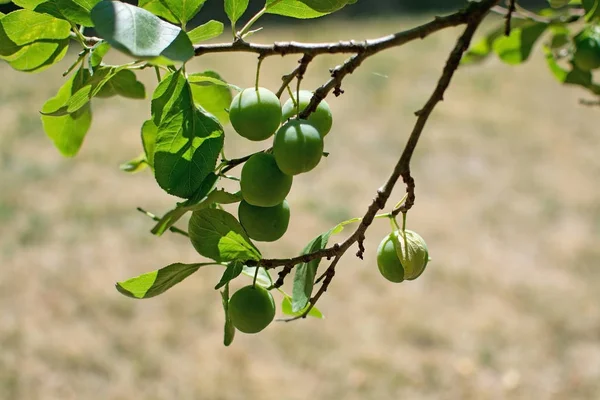 Plum Tree Green Leafy Branches Closeup Garden Sweden July — Stock Photo, Image