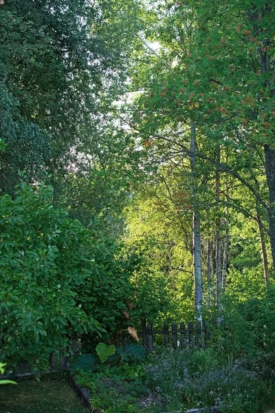 월에서 스웨덴에서 자작나무의 신선한 햇빛을 — 스톡 사진
