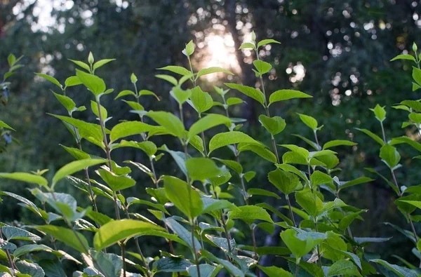 Luz Del Sol Tarde Follaje Verde Fresco Los Abedules Jardín — Foto de Stock