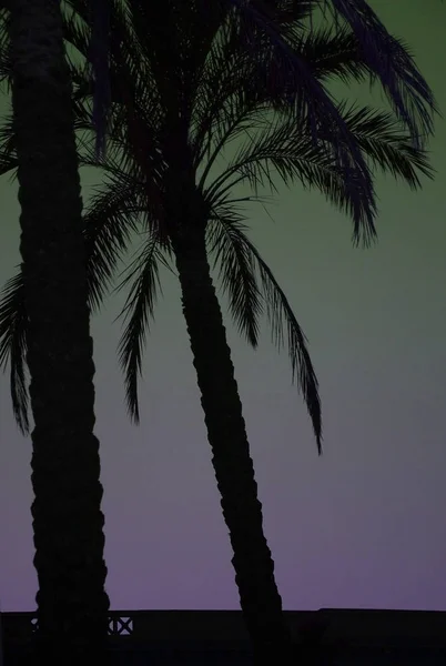 Silhouette Palma Viola Verde Cielo Ombreggiato — Foto Stock
