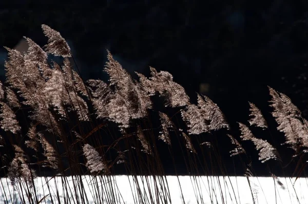 Sunlit Reeds Dark Background Ice Lake Sweden — Stock Photo, Image