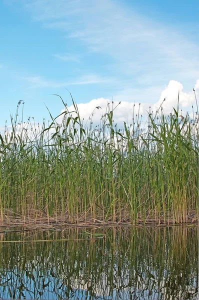 Yeşil Sazlık Gökyüzü Varmland Sveç Sakin Bir Gölde — Stok fotoğraf