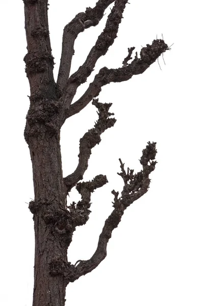 Bare Winter Tree Trunk Branches Almost Silhouette Dark Isolated White — Stock Photo, Image