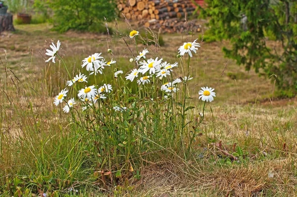 Fleurs Marguerite Blanche Poussant Dans Herbe Été Suède — Photo