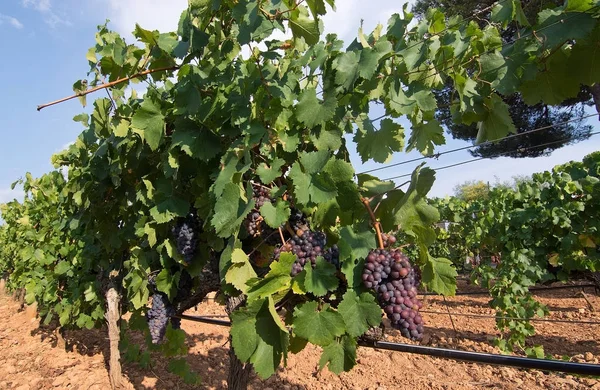 Röda Druvor Mognar Vin Lager Väntar Skörden Augusti Mallorca Spanien — Stockfoto